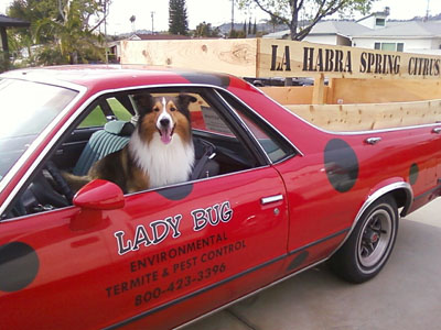 Dog in Truck