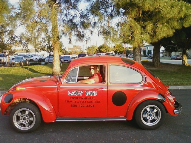 diego in bug